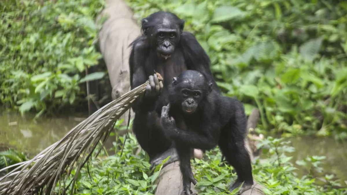 Une saison chez les Bonobos Une saison chez les Bonobos