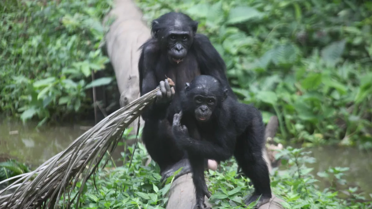 SIPA UNE SAISON CHEZ LES BONOBOS