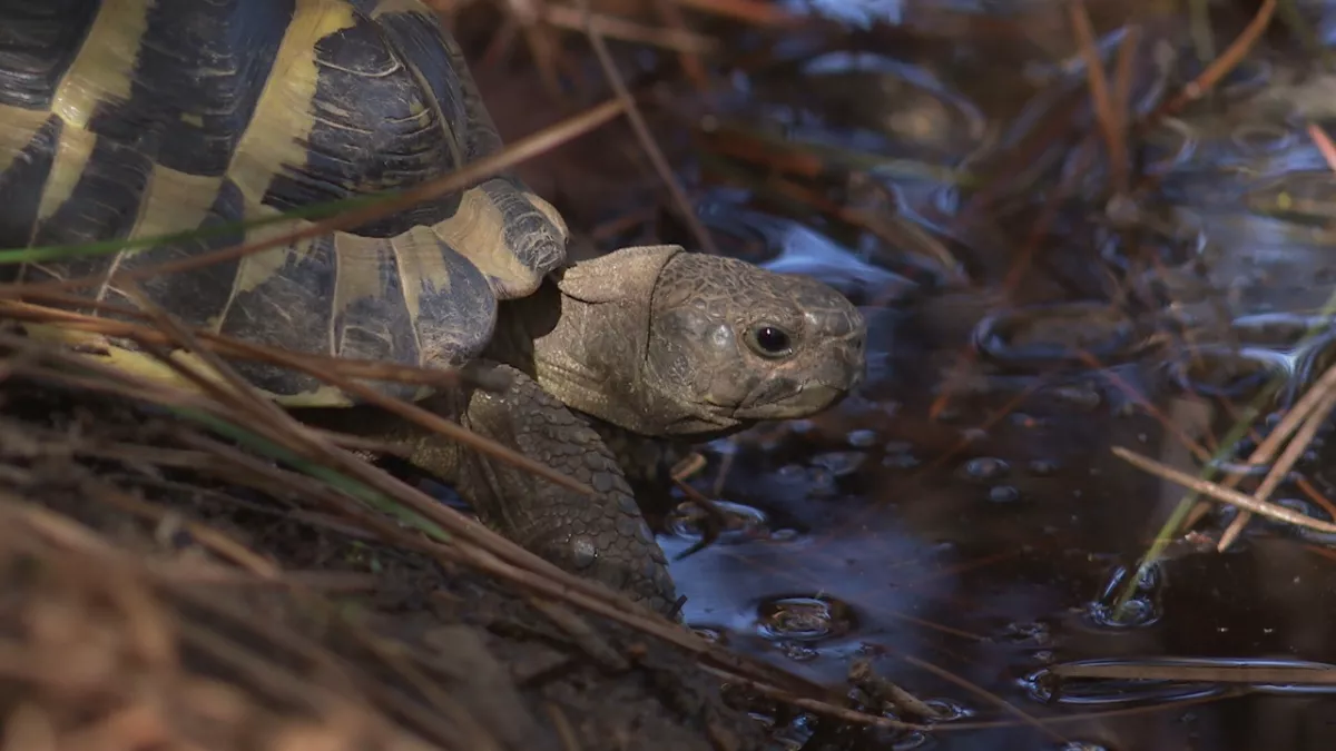 La Tortue d'Hermann Tortue d'Hermann