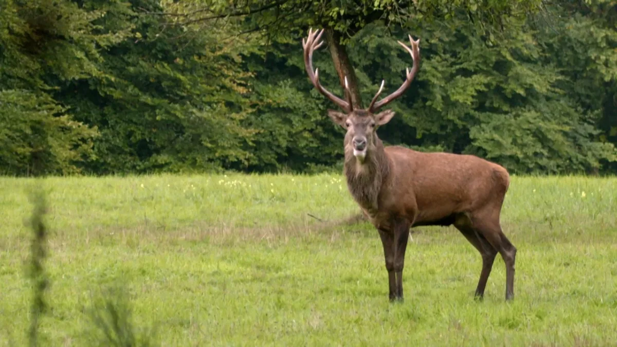 Grandeurs nature - compagnie des phares et balises Cerf