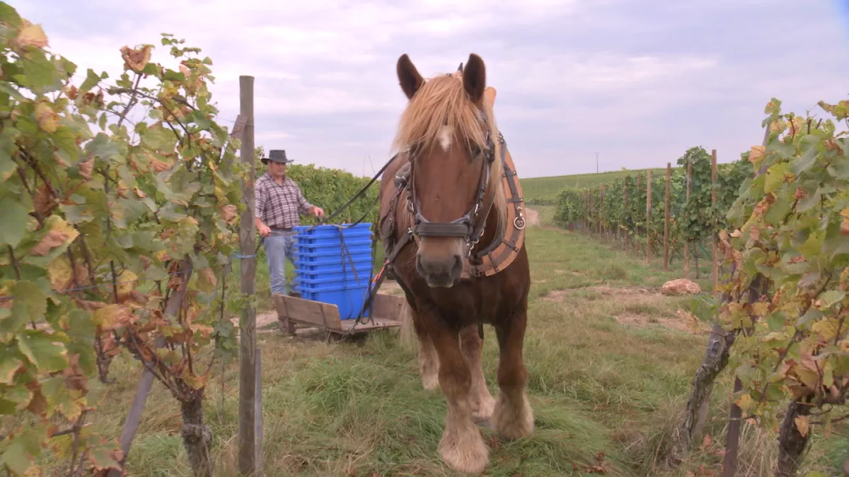 Éguisheim, berceau du vignoble alsacien - crédit SEPPIA Éguisheim, berceau du vignoble alsacien