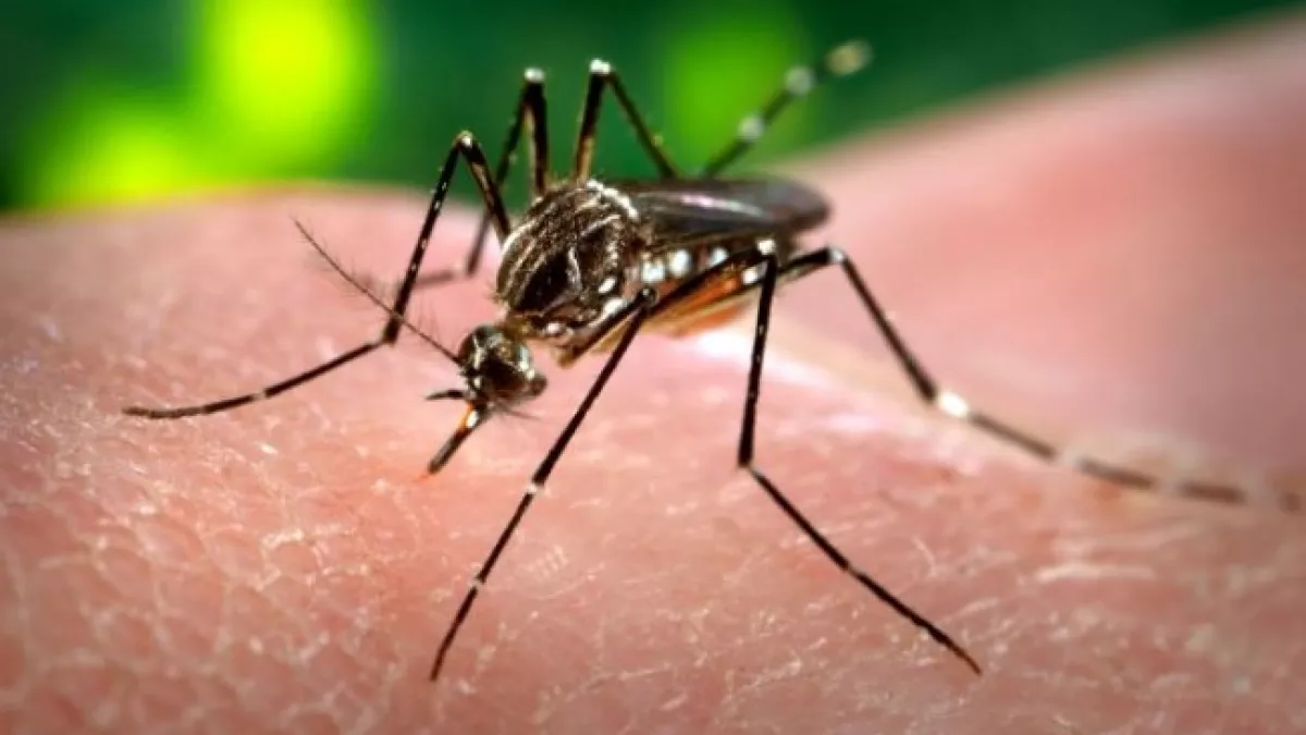 Une émission spéciale sur le sujet Zika