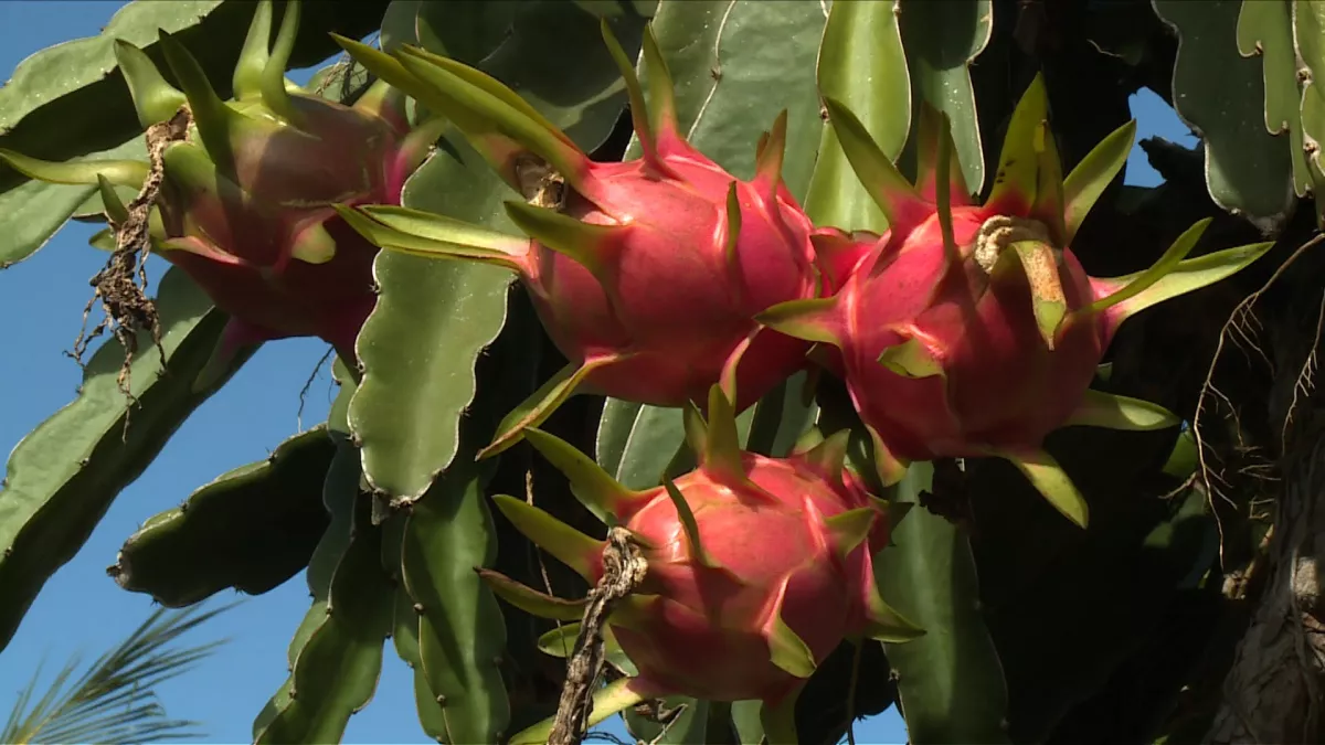 Le pitaya : fruit du dragon Le pitaya : fruit du dragon