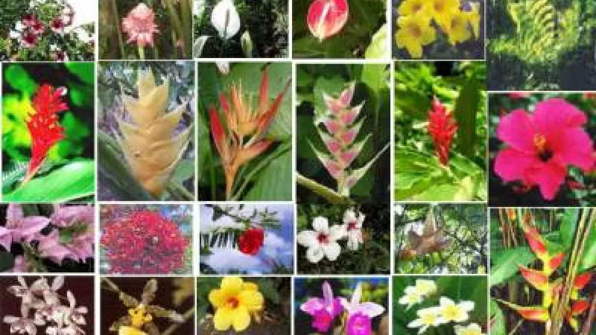 C'EST NATUREL Fleurs tropicales @blog gwada971