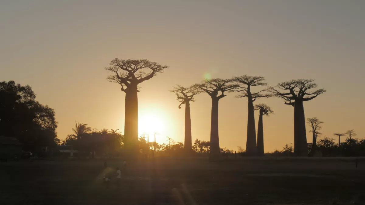 © Gedeon MADAGASCAR
