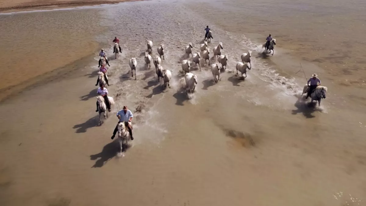 Camargue Les Guardians Camargue Les Guardians