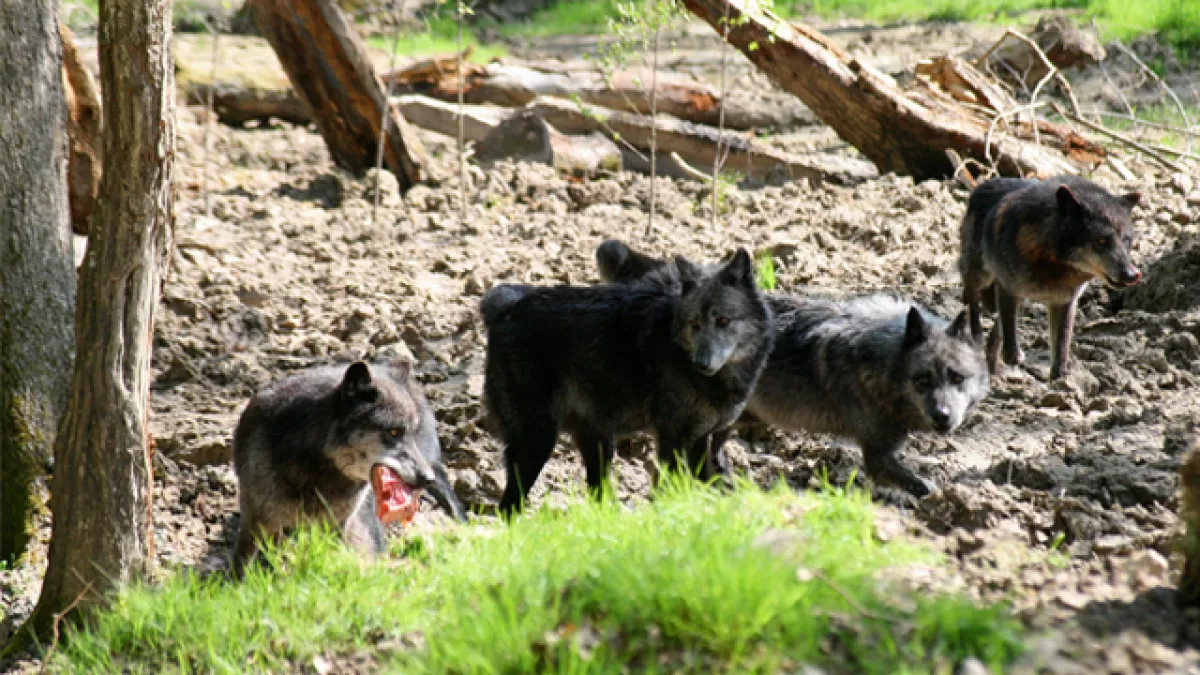 Les loups noirs - © Delphine De Lucia MaxPPP Les loups noirs - © Delphine De Lucia MaxPPP