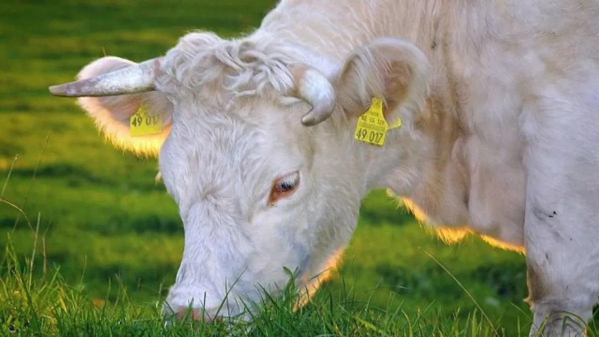 Vache charolaise Vache charolaise