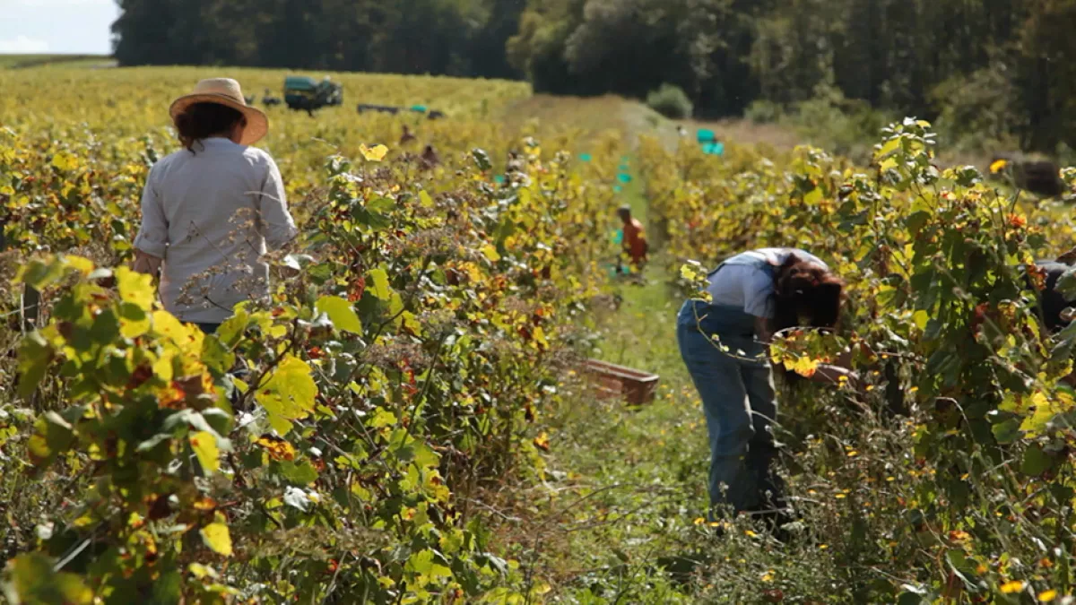 Naturellement vigneronnes Naturellement vigneronnes