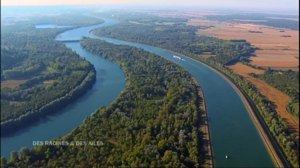 rhin