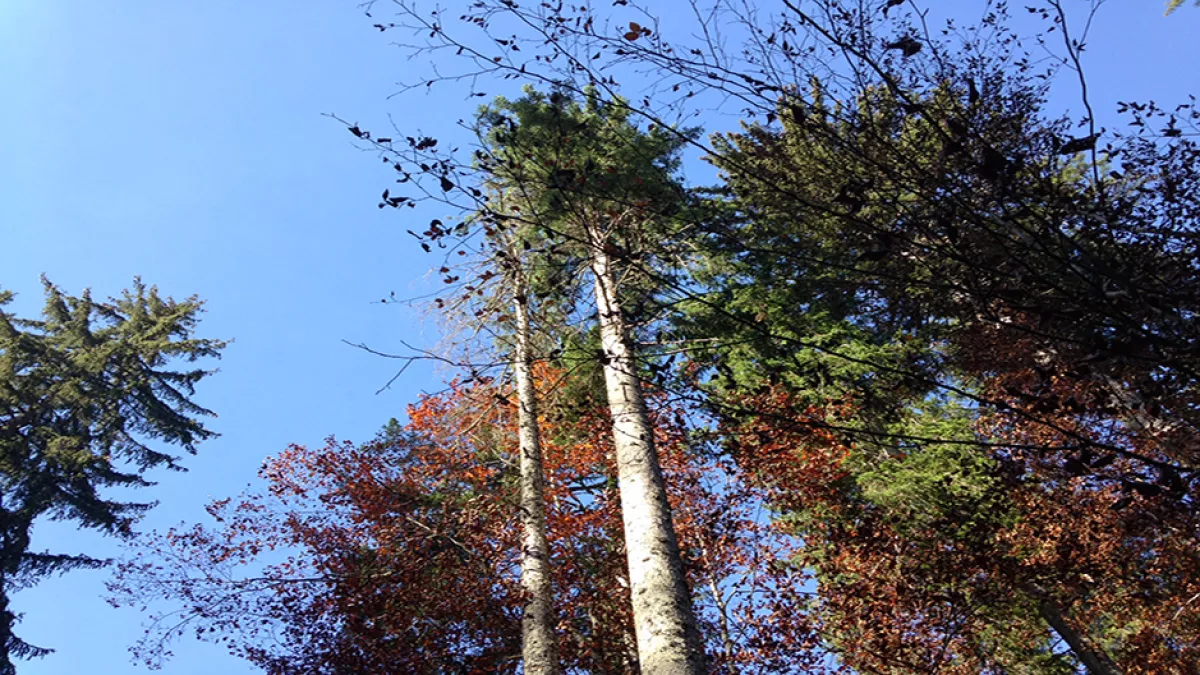 Forêt Forêt