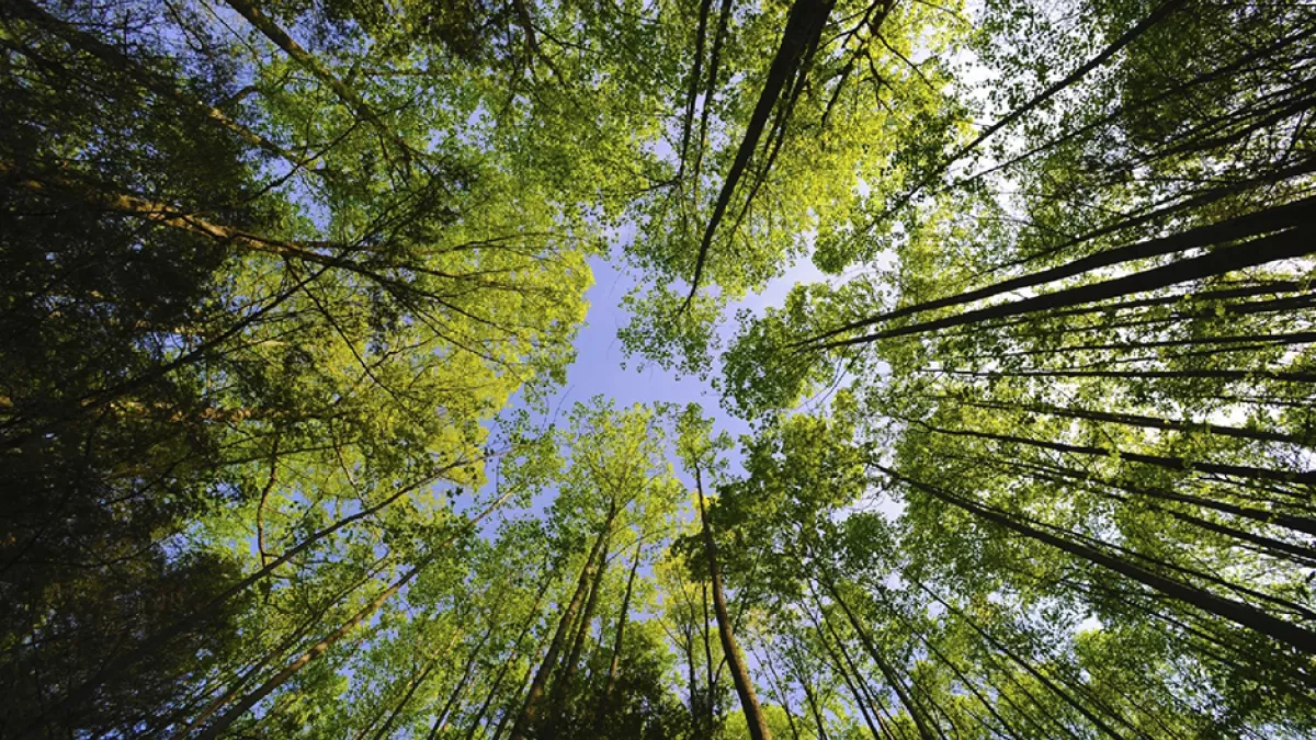 Forêt française Forêt française