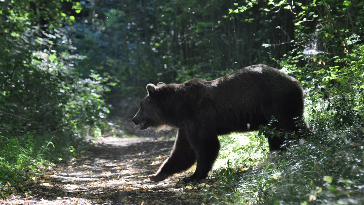 photo Pisteur d'ours BlizzardProductions.F.Tonelli-Fontan France 3 photo Pisteur d'ours BlizzardProductions.F.Tonelli-Fontan France 3