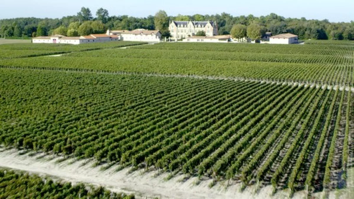 vignoble vignoble