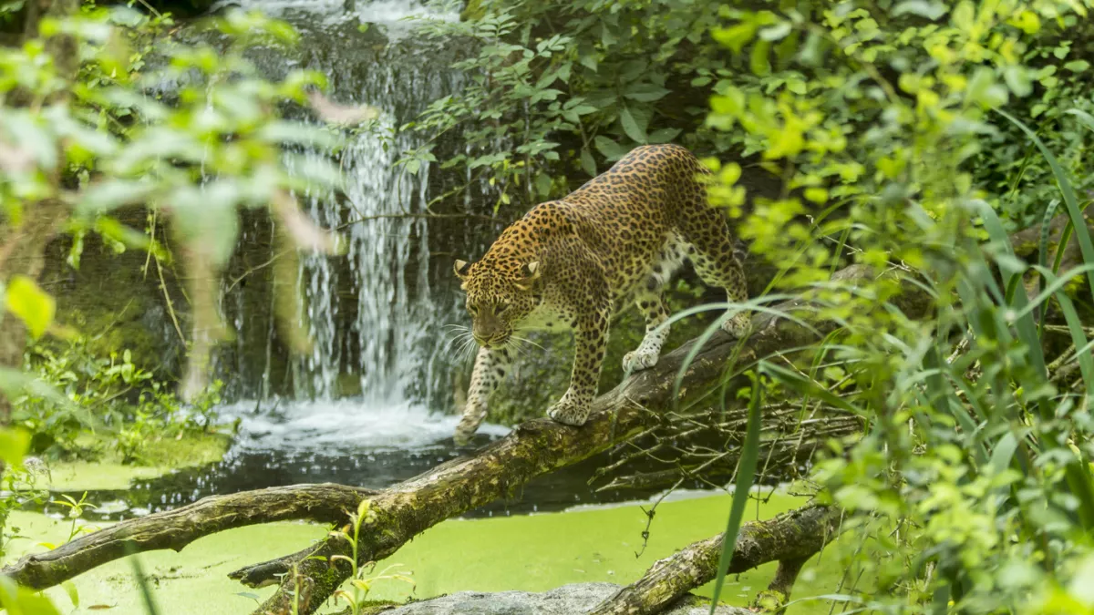 bioparc Doué bioparc Doué