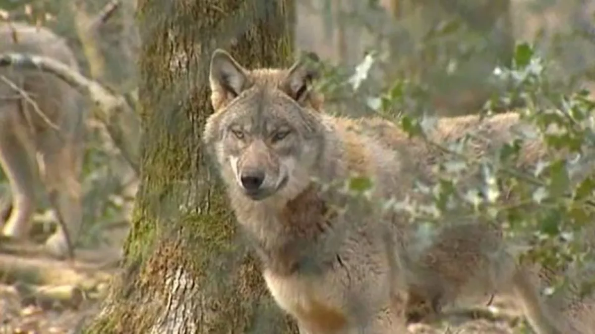 Loup