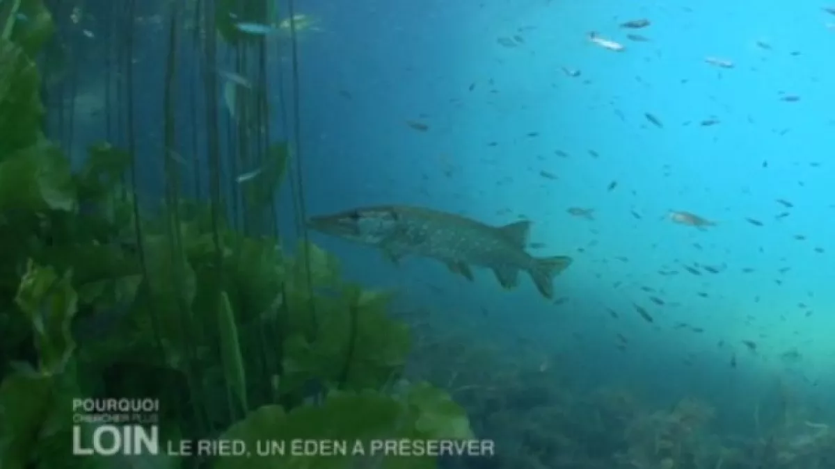 Le Ried, un éden à préserver Le Ried, un éden à préserver