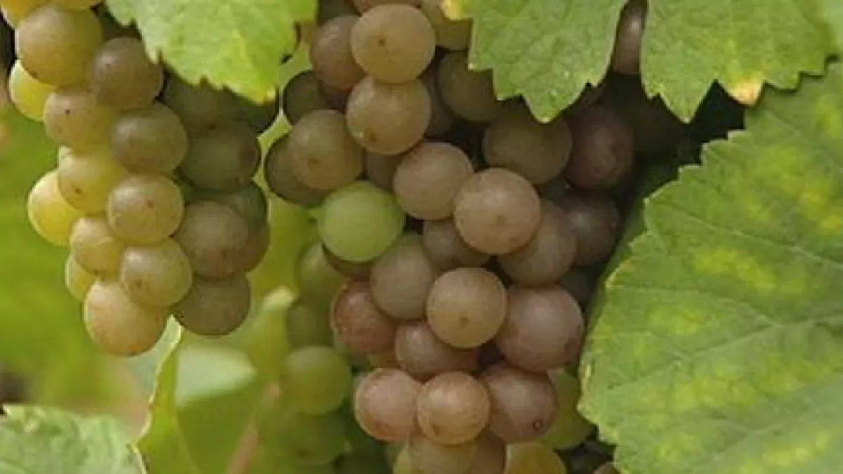 Vivez la  Foire aux Vins d'Alsace