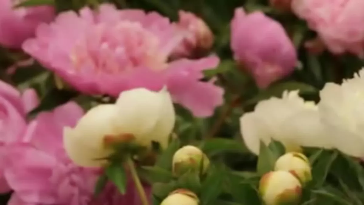 La guerre des fleurs La guerre des fleurs