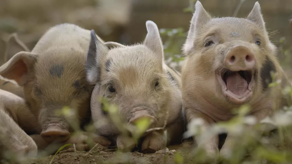 PROD CINQ PETITS COCHONS
