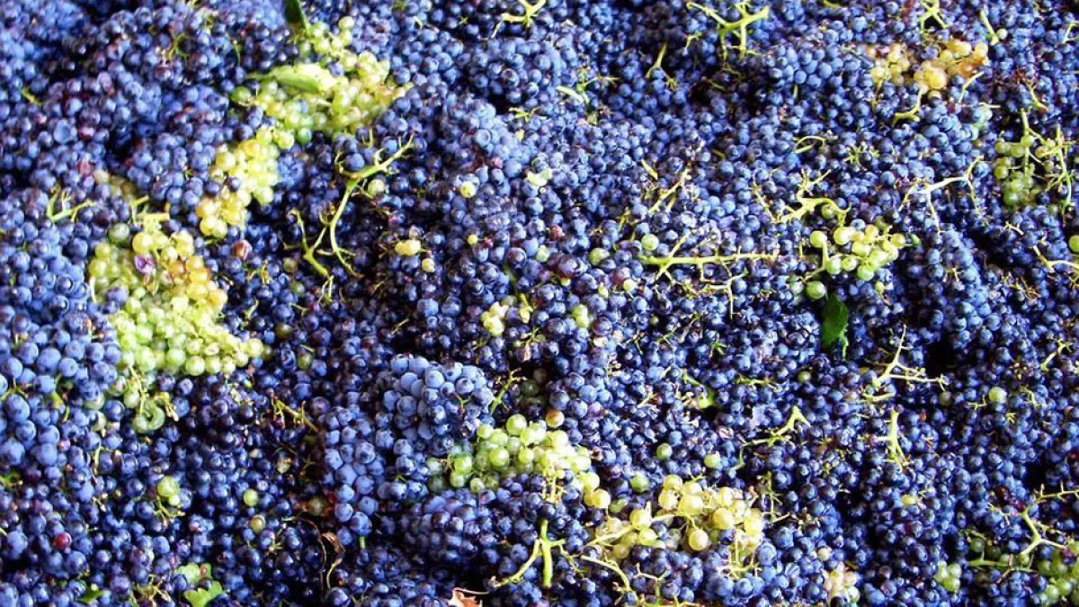 Raisins vendangés Raisins cueillis