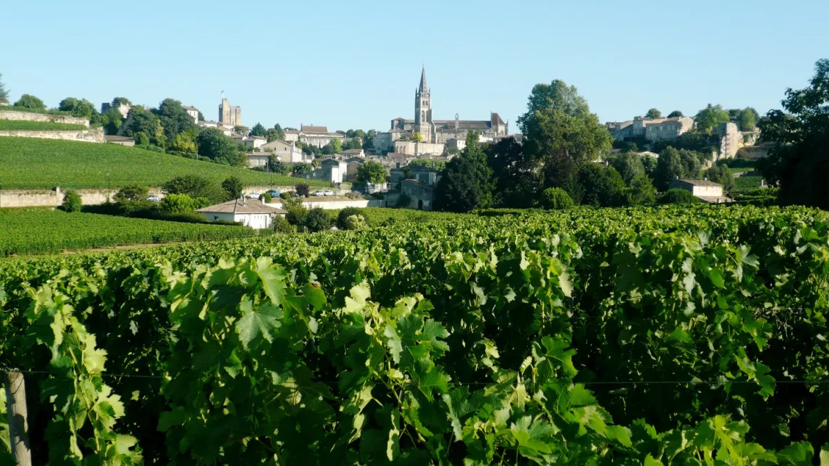 Vendanges à Saint-Emilion