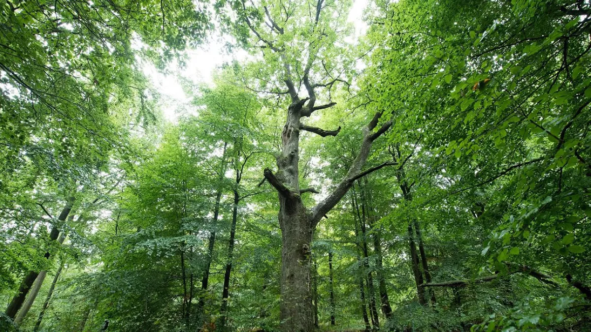 FORET