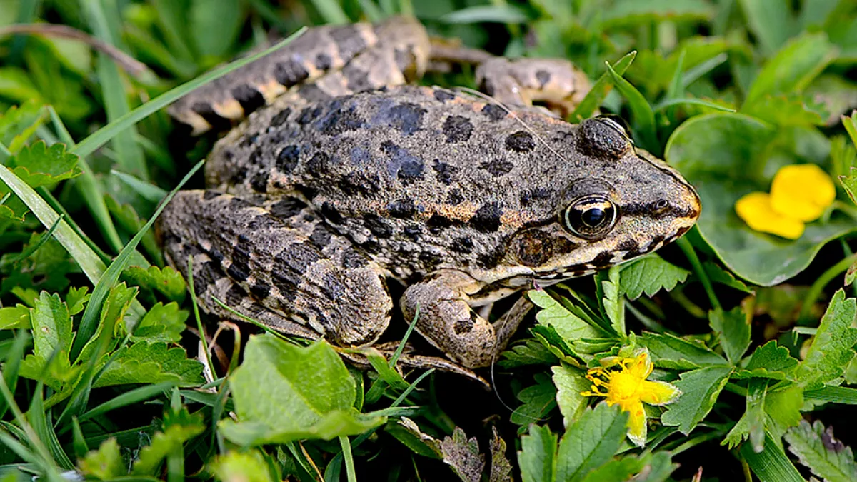 Grenouille rieuse Grenouille rieuse