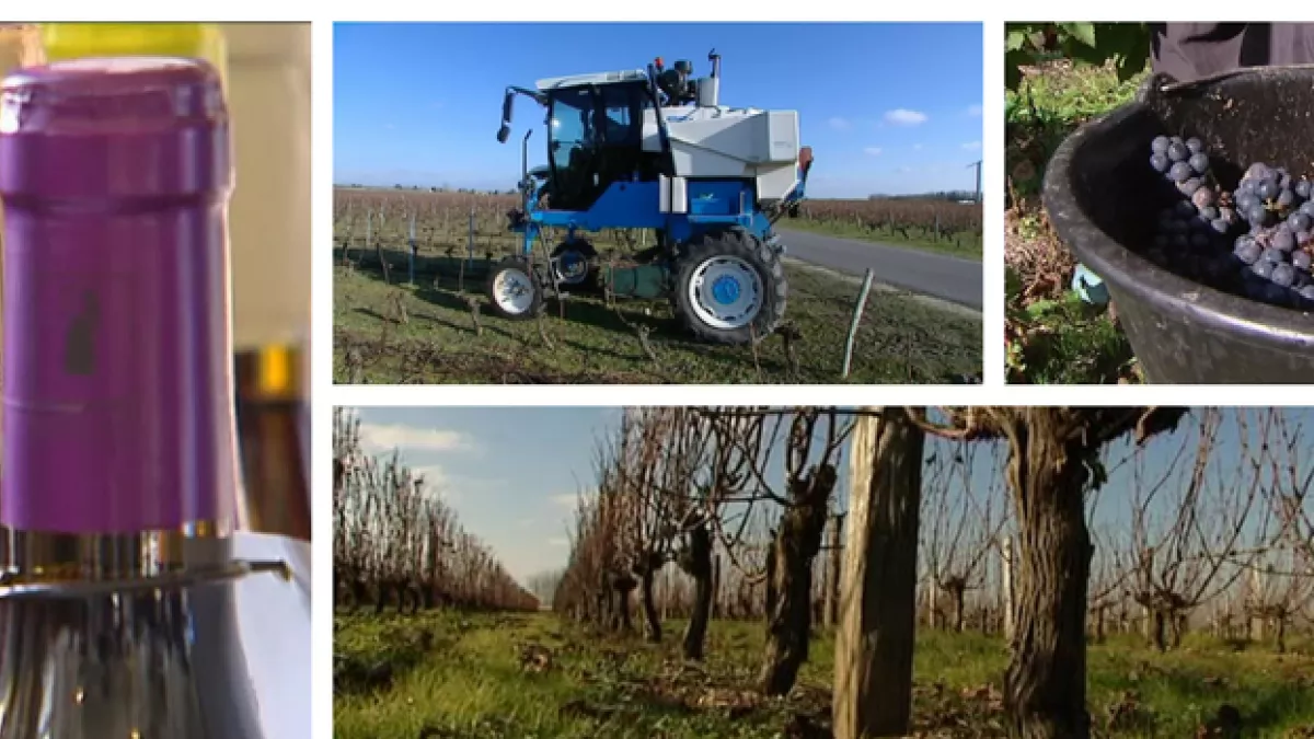 vins vins