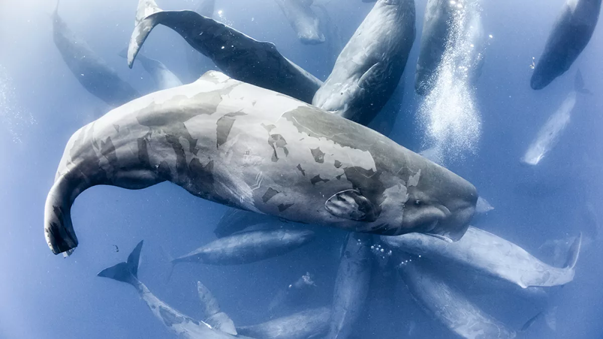 Dans l'océan Planète Bleue II