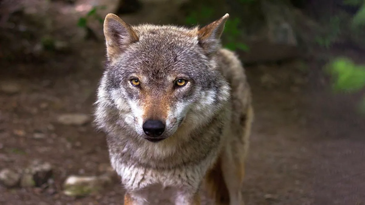 LOUP LOUP