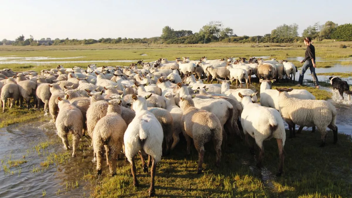 La guerre des moutons La guerre des moutons