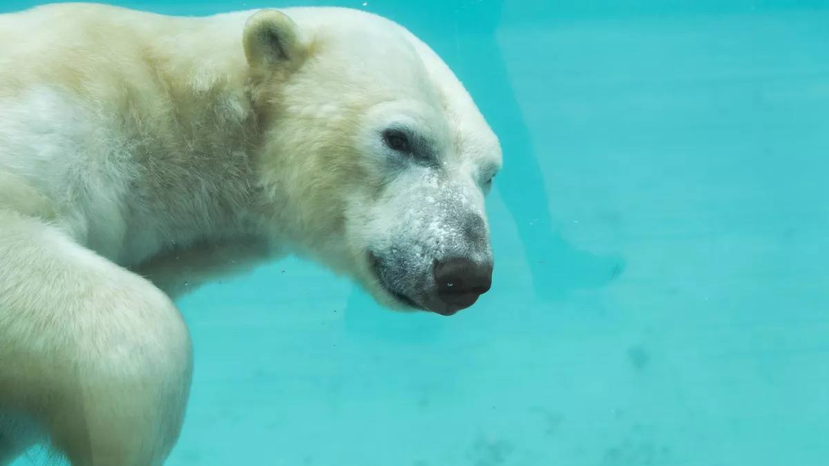 UNE SAISON AU ZOO
