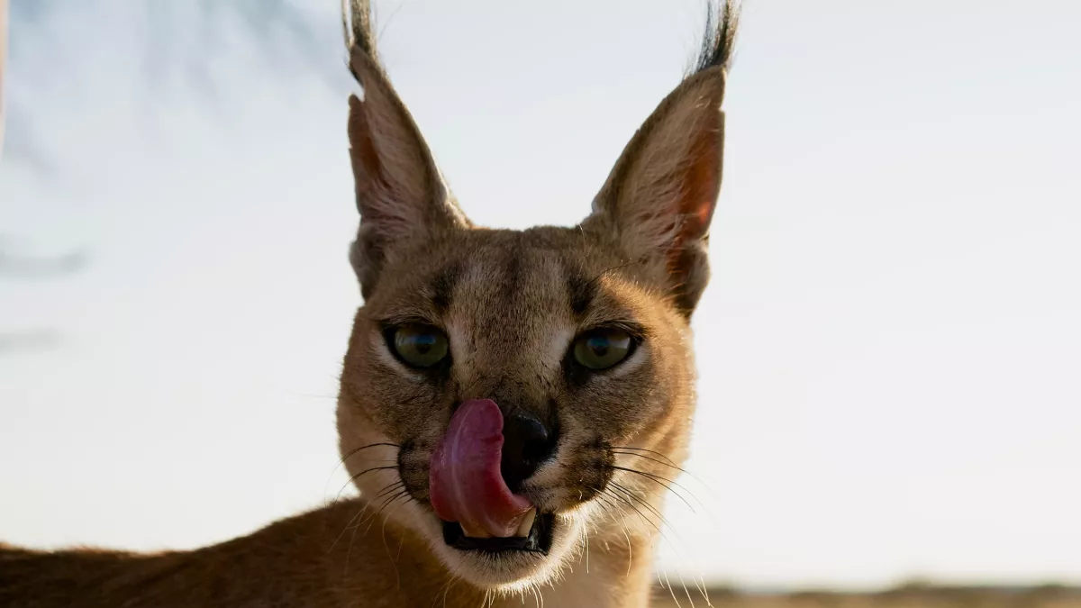 HISTOIRES DE CHATS