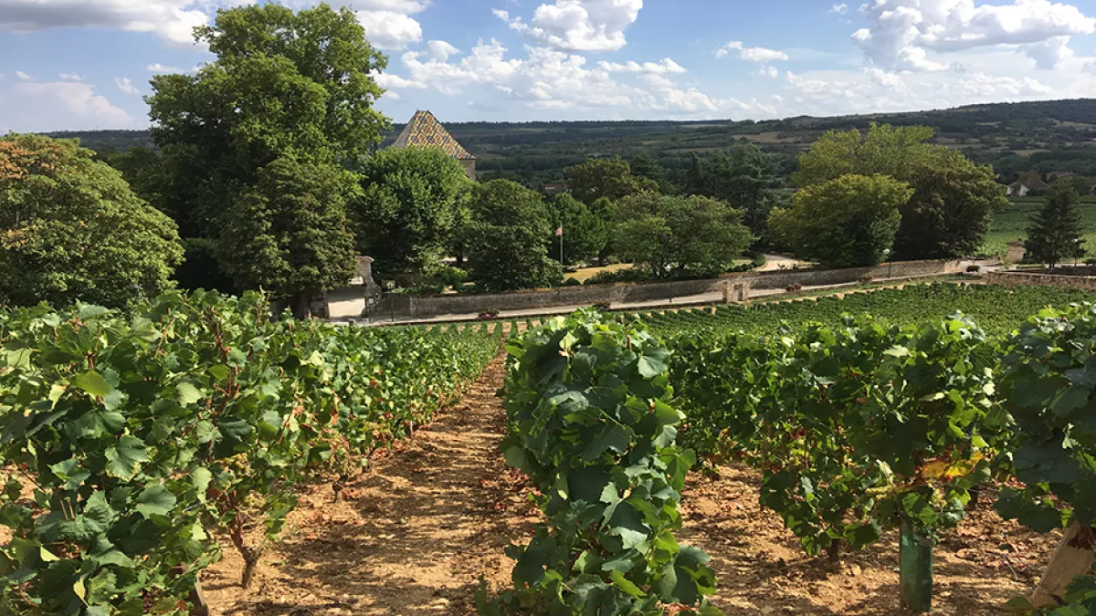 Le vignoble de Santenay en Côte d'Or/©Arnaud Lefèvre Vignoble de Santenay