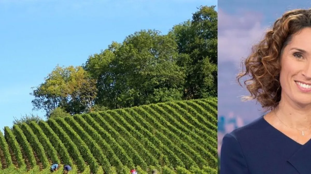 jour de vendanges jour de vendanges
