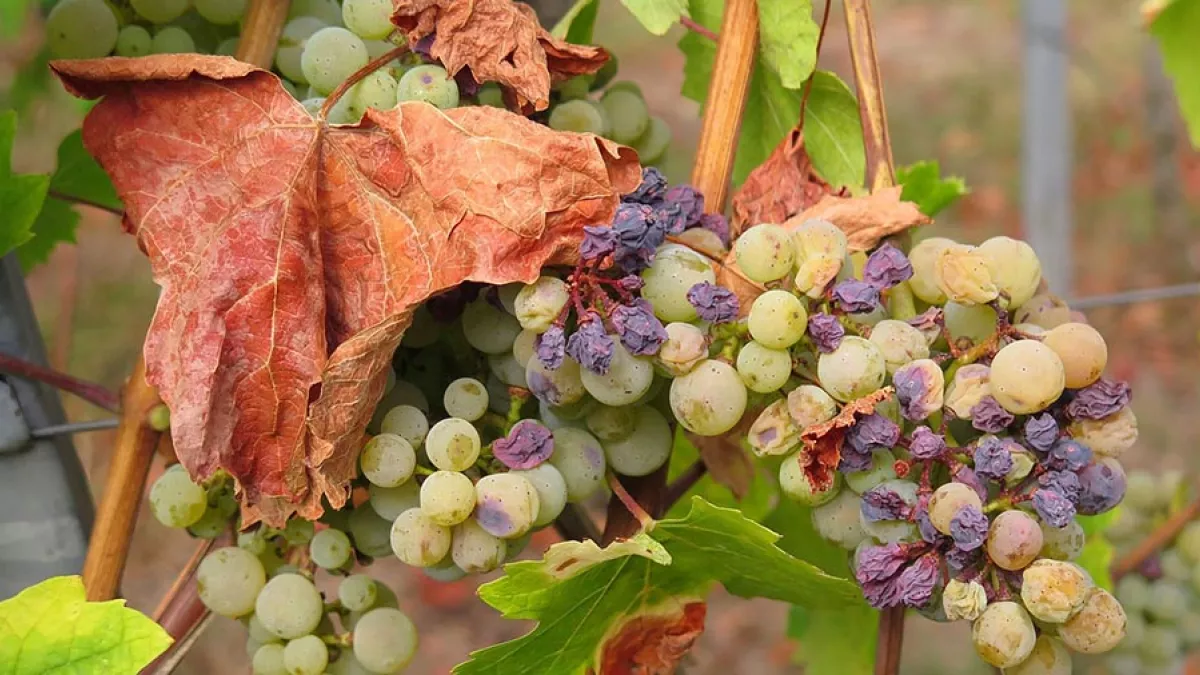 Photo Pixabay- Sécheresse Grappe de raisin Photo Pixabay- Sécheresse Grappe de raisin