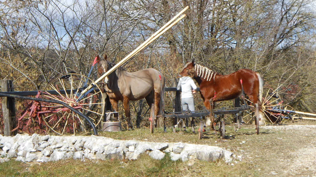 Les chevaux comtois Les chevaux comtois