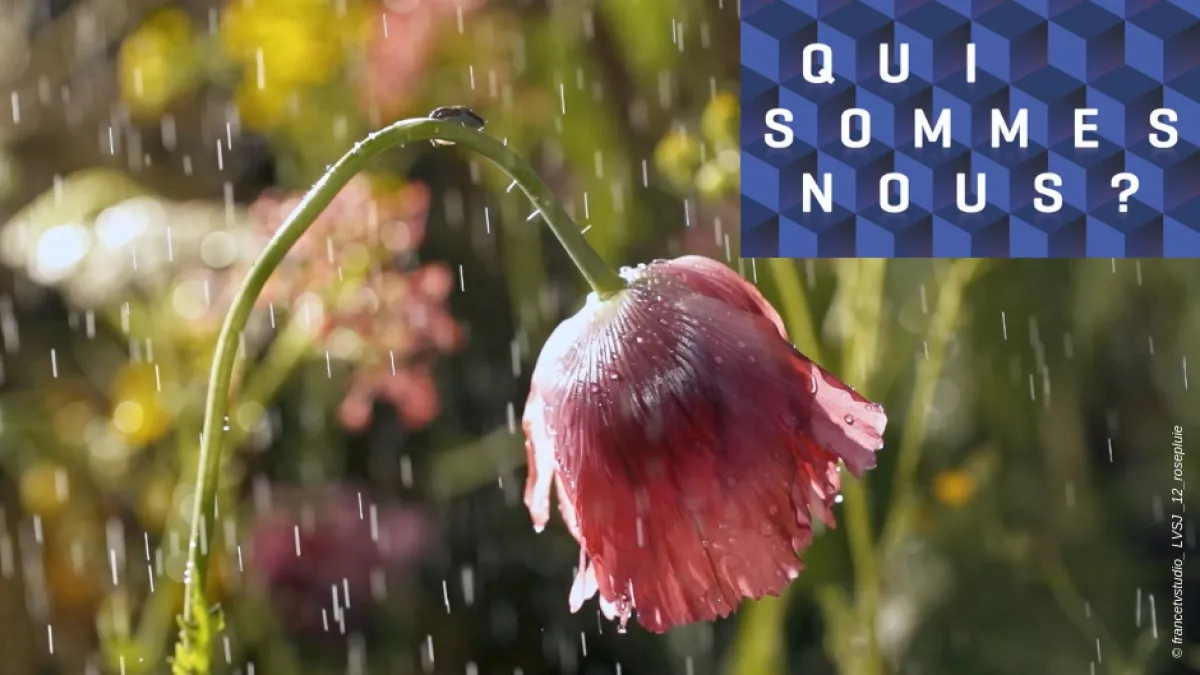 QSN - La vie secrète du jardin QSN - La vie secrète du jardin