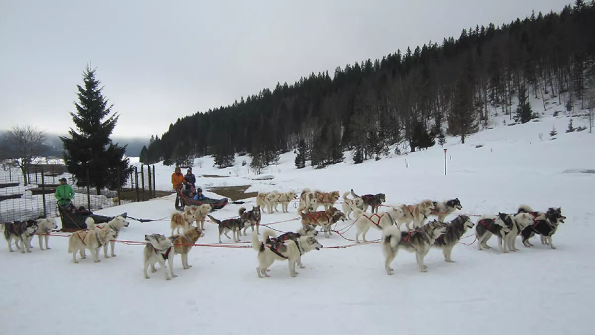 ©Hanami Chiens de traineaux