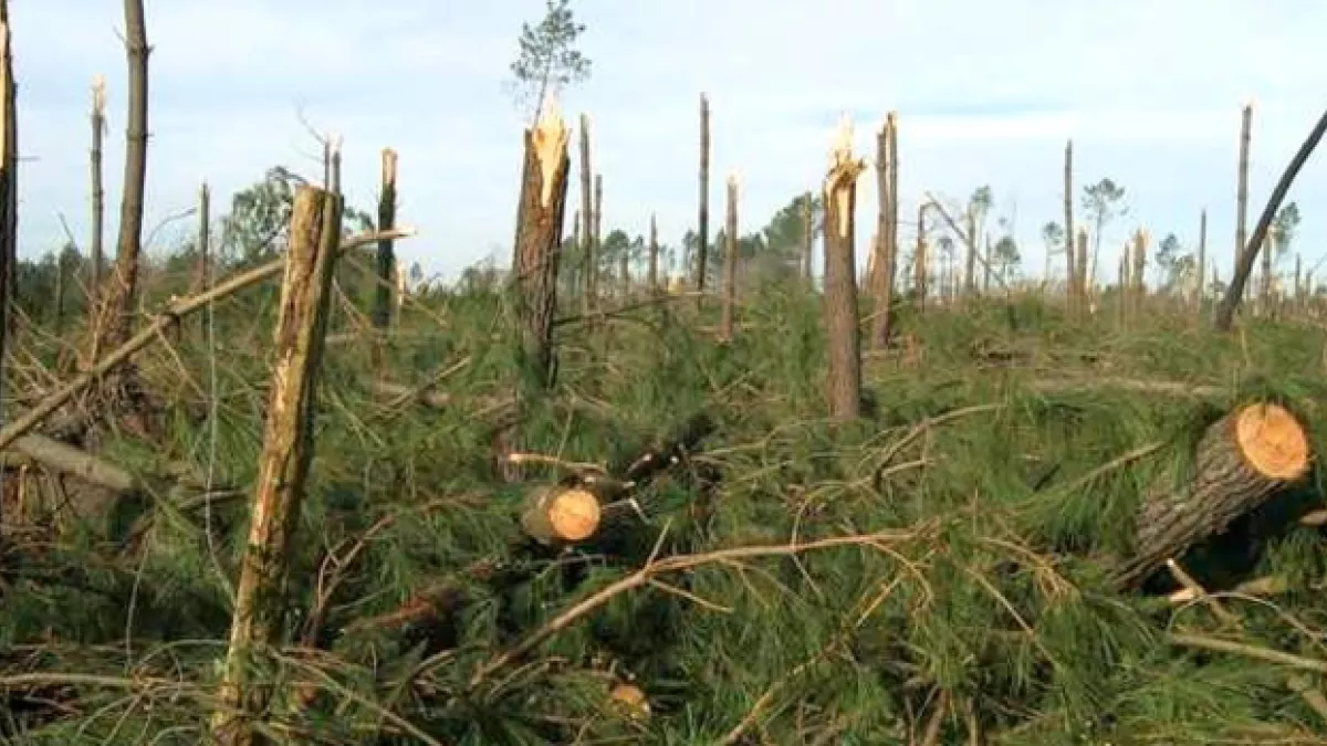 Forêt des Landes