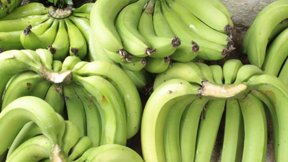 ©Ego production LA BANANE, L'OR ANTILLAIS