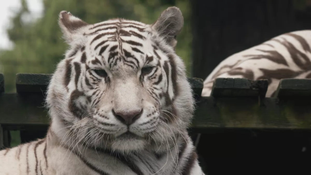 Zoo Zoo