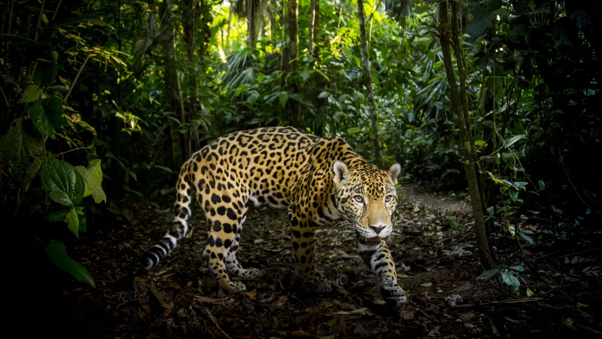 BBC BIG CATS