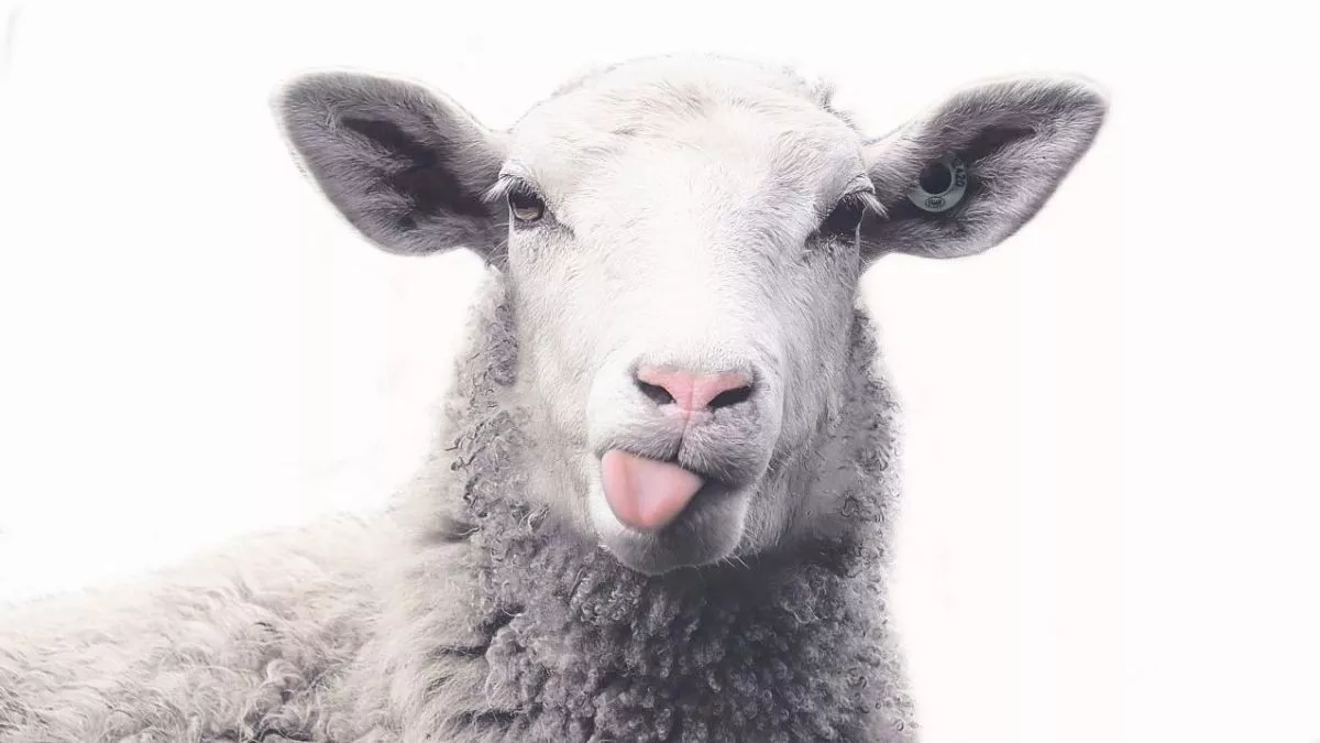 Tonte de moutons
