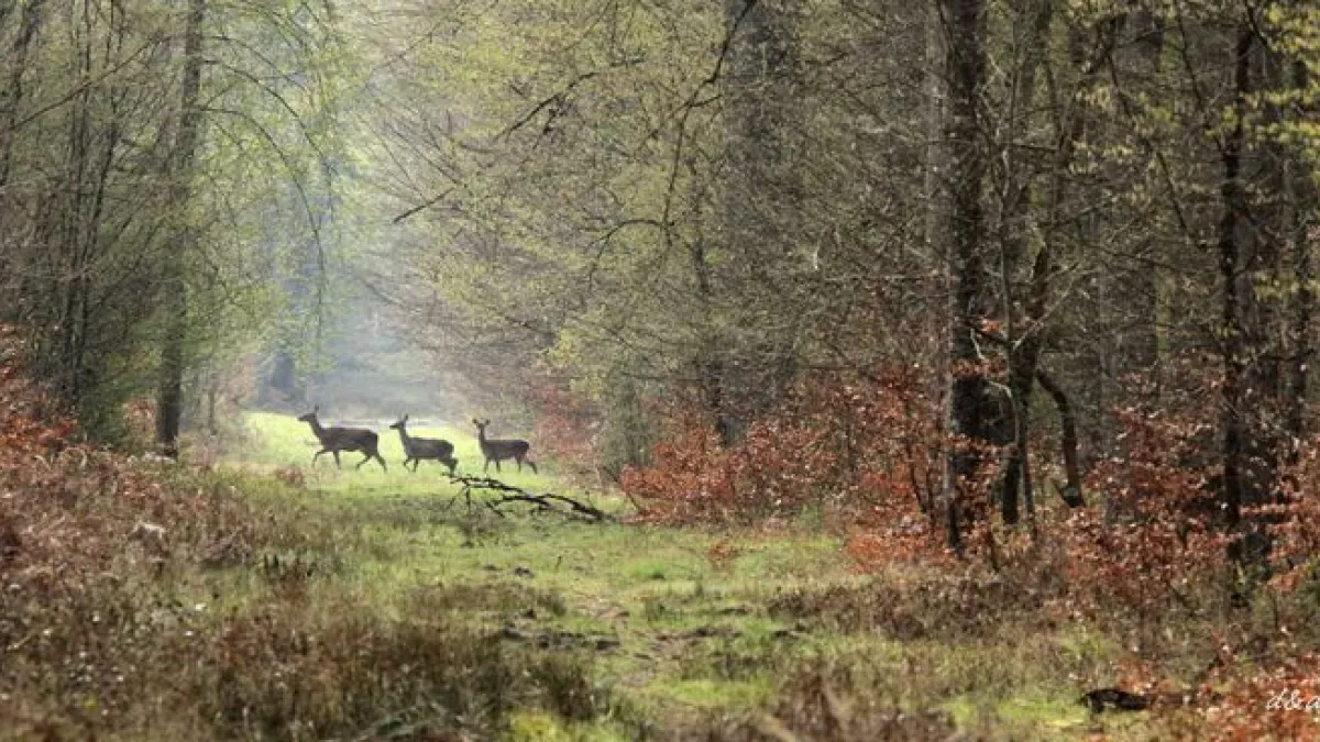 FORET DE COMPIEGNE FORET DE COMPIEGNE