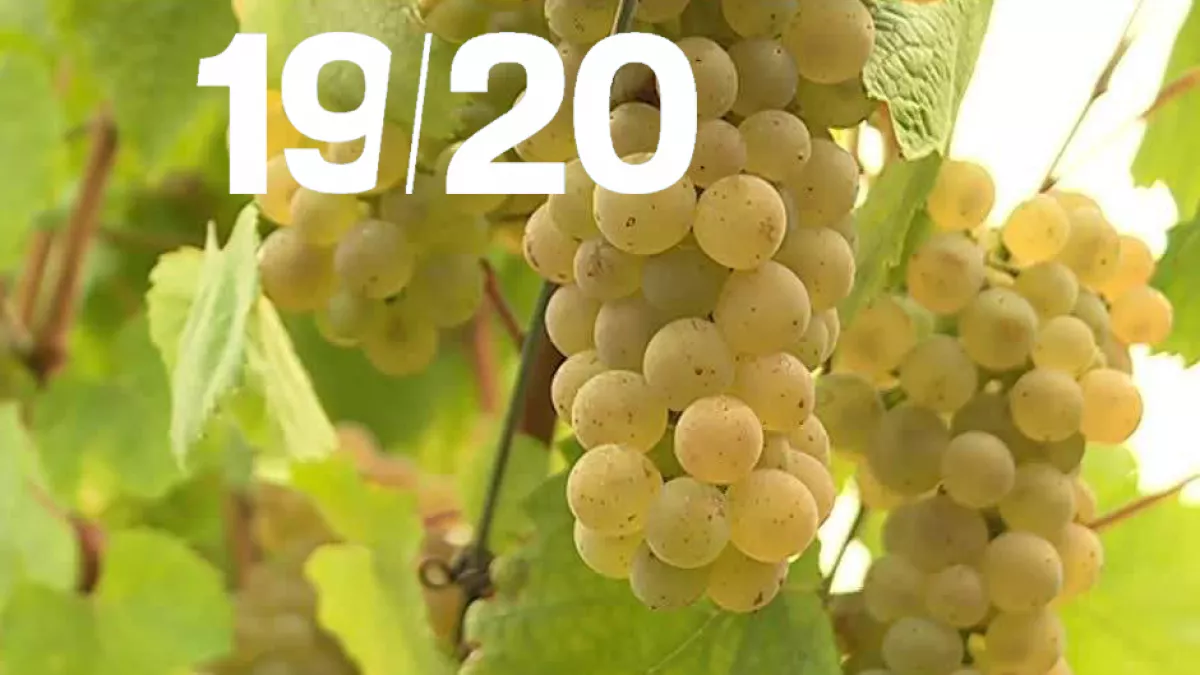 19/20 spécial vendanges - crédit Olivier Bouillon FTV