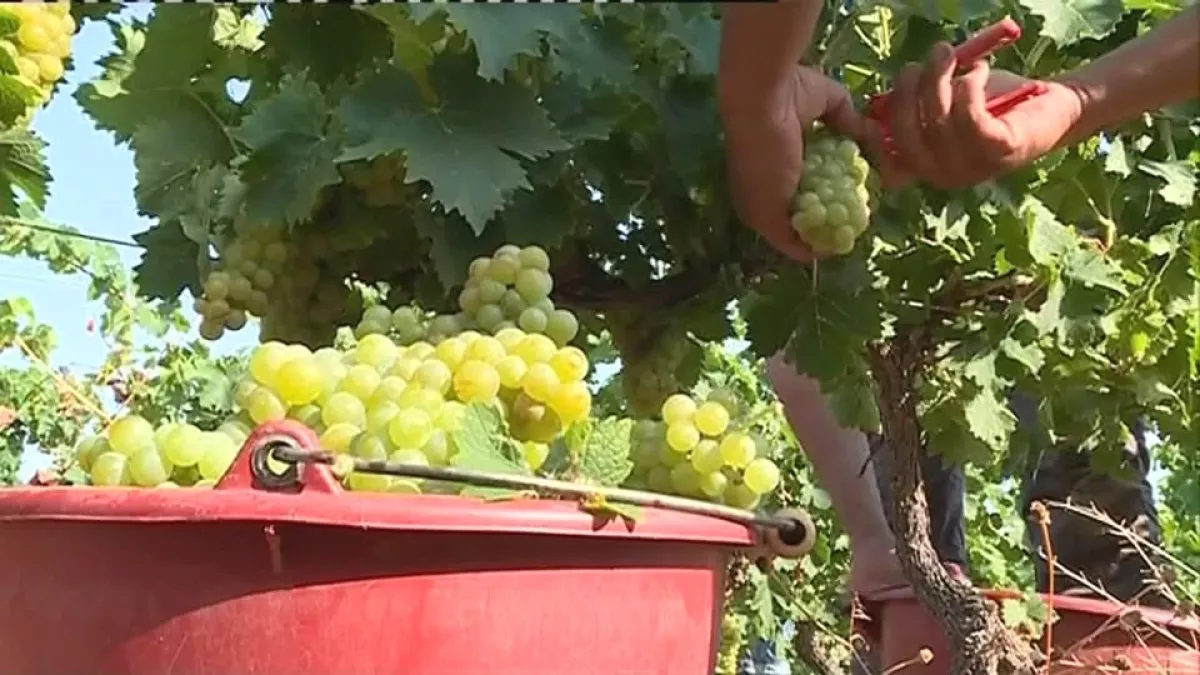 Vendanges Vendanges