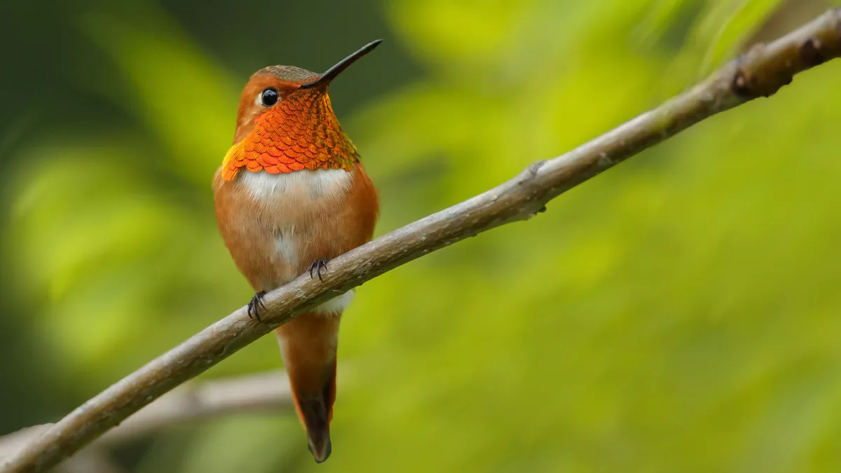 © Shutterstock / Menno Schaefer / BBC PETITS ANIMAUX MIRACLES DE LA NATURE