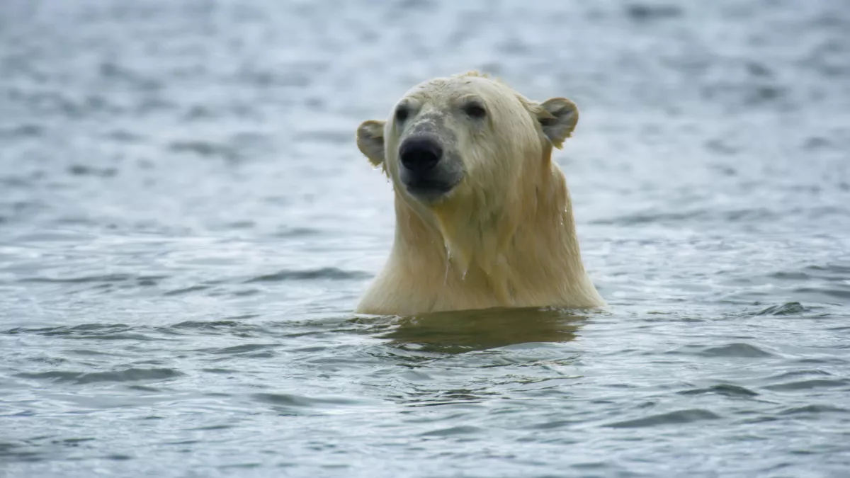 © BBC UNE PLANÈTE, DEUX MONDES SAUVAGES